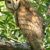 Barn Owl